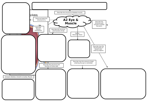 A2 Biology Eye & Muscle Revision Mat