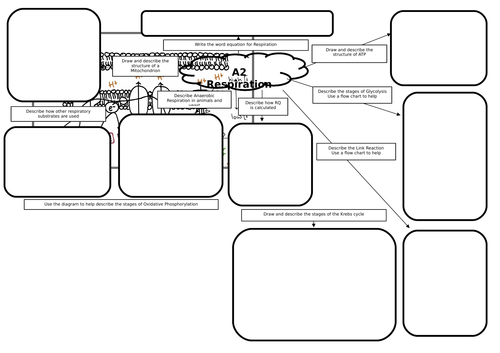 A2 Biology Respiration Mind Map/Revision Mat