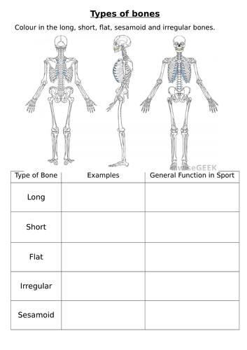 Types Of Bones Worksheet Teaching Resources