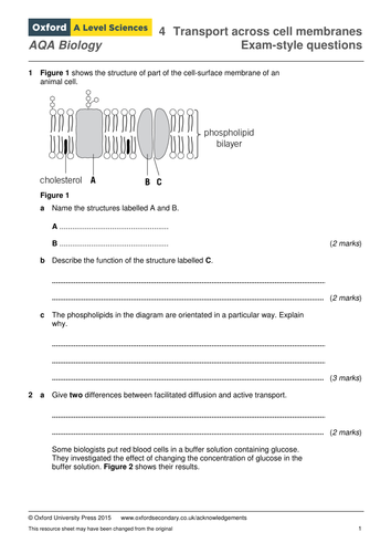 essay on cell transport