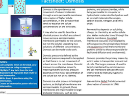 Osmosis Factsheet Worksheet Science Biology Starter Keywords Activity