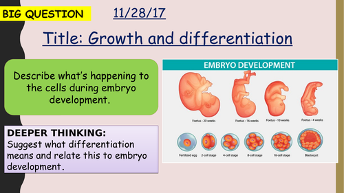 AQA new specification-Growth and differentiation-B2.2