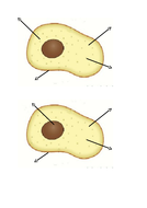 KS3 lesson on Animal cells | Teaching Resources