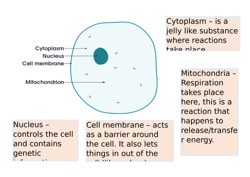 KS3 lesson on Animal cells | Teaching Resources