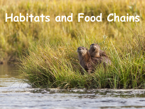 Habitats and Food Chains - PowerPoint + Activity