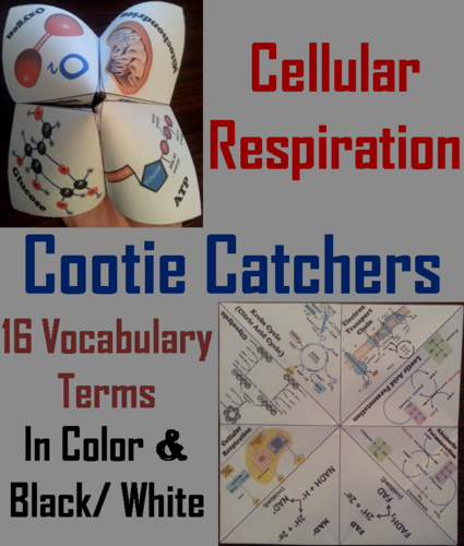 Cellular Respiration Cootie Catchers