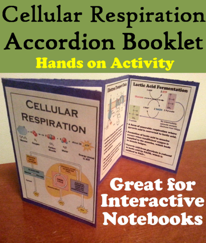 Cellular Respiration Accordion Booklet