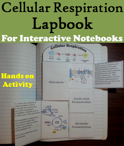 Cellular Respiration Lapbook