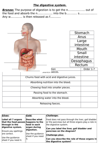 Digestive system (OFSTED Observation Lesson.) | Teaching Resources