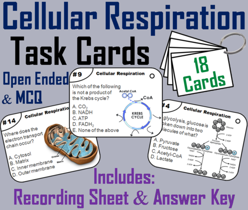 Cellular Respiration Task Cards