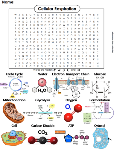 Cellular Respiration Word Search