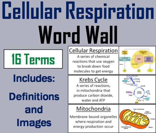 Cellular Respiration Word Wall Cards