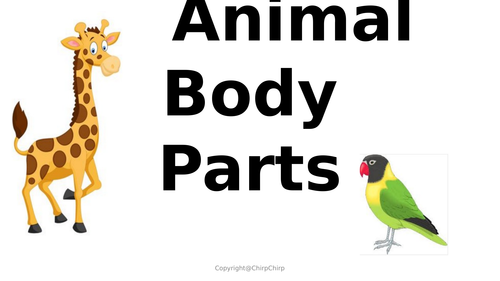 Flash Card - Animal body parts | Teaching Resources