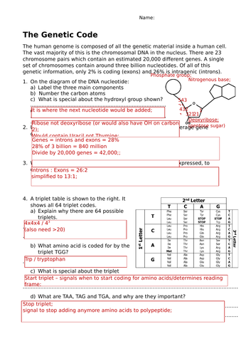 essay questions on genetic code