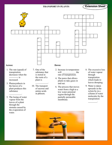 Plant transport - Crossword assessment