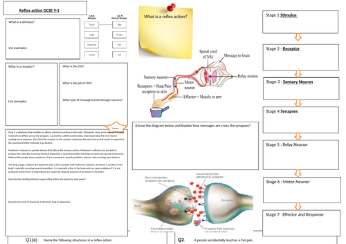 Reflex action GCSE 9-1 | Teaching Resources