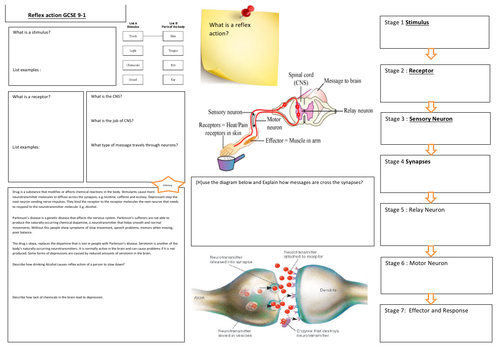 Reflex Action Gcse 9 1 Teaching Resources