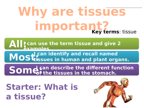 7Ac Tissues (Exploring Science)