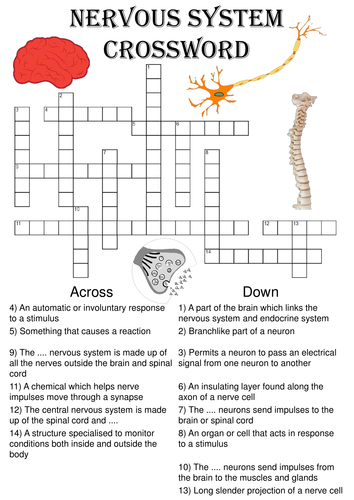 Biology Crossword Puzzle: The nervous system (Includes answer key)