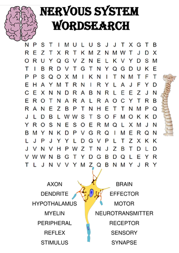 Biology word search Puzzle: The nervous system (Includes solution)