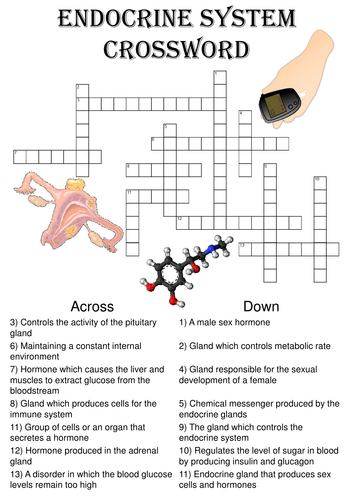 Biology Crossword Puzzle: The endocrine system (Includes answer key)