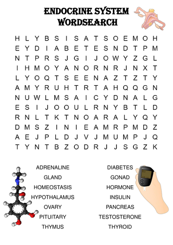 Biology word search Puzzle: The endocrine system (Includes solution)