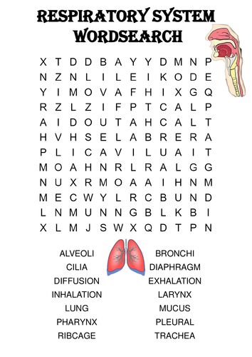 Biology word search Puzzle: The respiratory system (Includes answer key)
