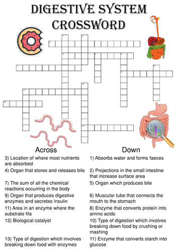Biology Crossword Puzzle: The digestive system (Includes answer key)