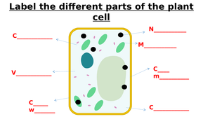 Animal Cell, Plant Cell, Bacterial Cell Label Worksheets ...