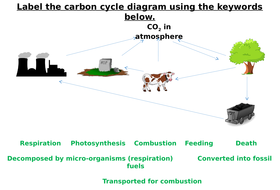 The Carbon Cycle Label Worksheets (Differentiated) | Teaching Resources