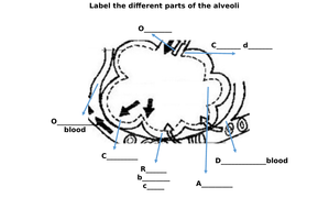Alveoli Diagram Label Worksheets (Differentiated) by zmzb ... labeled diagram of alveoli 