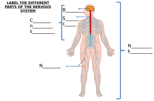 Nerve Cell And Nervous System Diagram Label Worksheets Differentiated Teaching Resources 