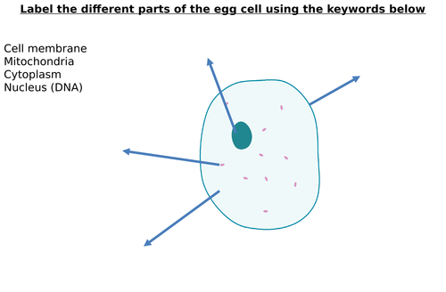 egg cell diagram