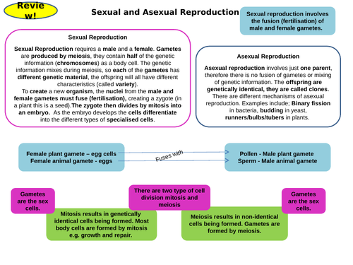 Inheritance Topic 6 Part 1 Revision Card Activities for New AQA Biology GCSE