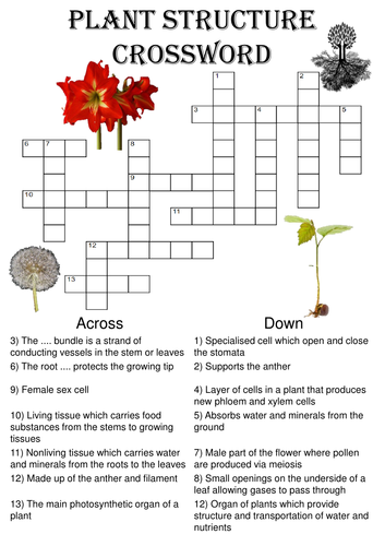 Biology Crossword Puzzle: Structure of a plant