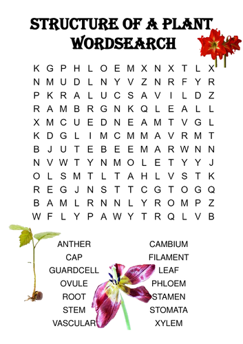 Biology word search Puzzle: Plant Structure (Includes answer key)