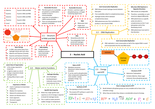 Nucleic Acids Revision Mind Map - AQA AS/A Level Biology (7401/7402)
