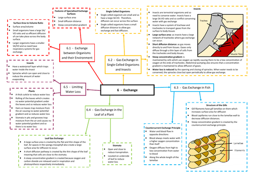 Exchange Revision Mind Map - AQA AS/A Level Biology (7401/7402)