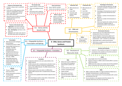 DNA, Genes and Protein Synthesis Revision Mind Map - AQA AS/A Level Biology (7401/7402)