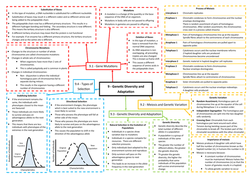 Genetic Diversity Revision Mind Map - AQA AS/A Level Biology (7401/7402)