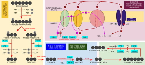 Summary Diagram of Respiration