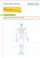 Skeleton and bones - Worksheet (KS2/KS3) | Teaching Resources