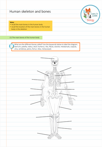 Skeleton and bones - Worksheet (KS2/3) | Teaching Resources