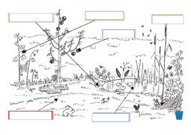 KS3 Activate Ecosystems Teaching Resources