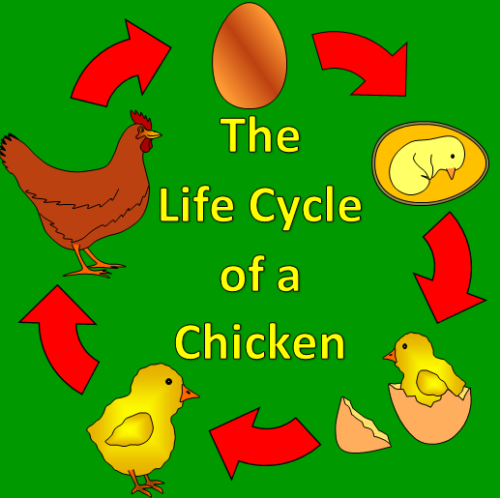 The Life Cycle of a Chicken- Spring, farm, Easter