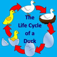 The Life Cycle of a Duck - Spring, duckling | Teaching Resources
