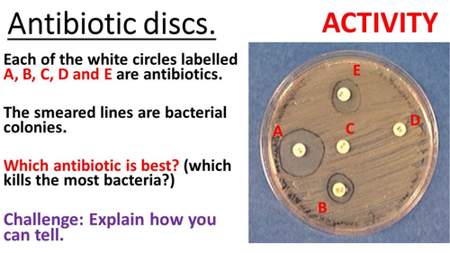 antibiotic penicillin experiment