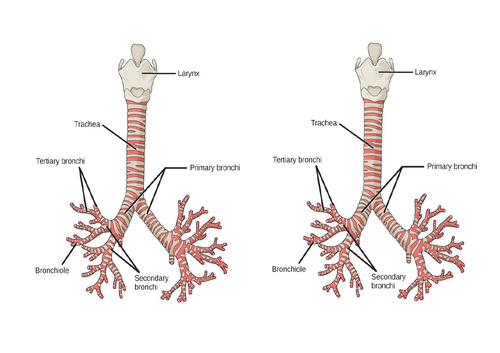 AQA GCSE PE Chapter 1b: Cardiovascular and Respiratory System - Lesson 1