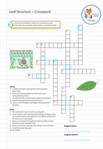 Leaf structure Crossword (KS3/4) Teaching Resources