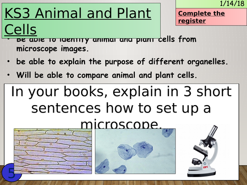 KS3 Animal and plant cells | Teaching Resources